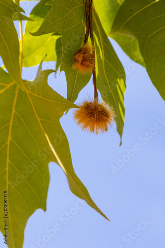 Golden Fluffy Seed Pods Hanging from Tree Branch Against Blue Sky, Airborne Pollen Allergy Concept