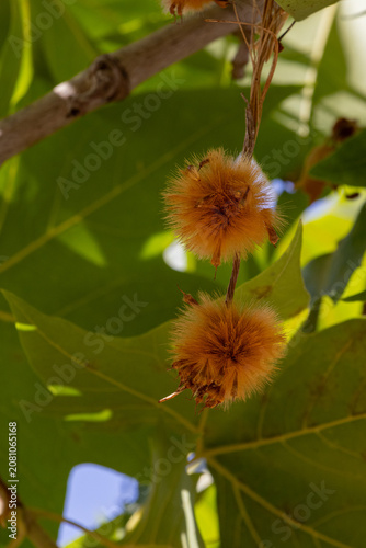 Close Up of Fuzzy Tree Seed Pods with Green Foliage, Spring Pollen and Seasonal Allergy Concept