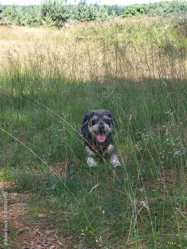dog in the grass