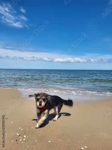 dog on the beach