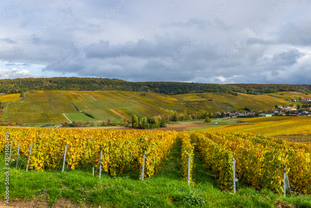 Fototapeta premium Golden autumn vineyards in Champagne region, Mancy, France