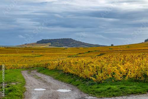 Photos Autumn vineyard path Chemin des Plissons Blancs Coteaux France