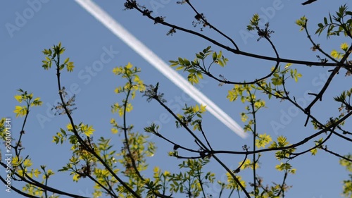 Airliner contrail crossing blue sky behind spring branches