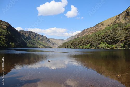 Duck swims in a lake surrounded by picturesque mountains. Upper Glendalough Lake, Ireland.