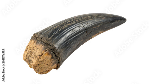 Bild auf Leinwand Ancient wild animal tusk claw predatory element isolated on a transparent backgr