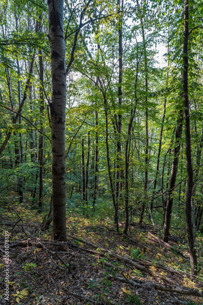 Fototapeta premium Mountain slope with fallen trees. Mountain landscape with fallen trees and red clay soil