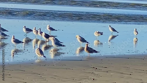 A panoramic view of various wild birds on the Pacific coast.