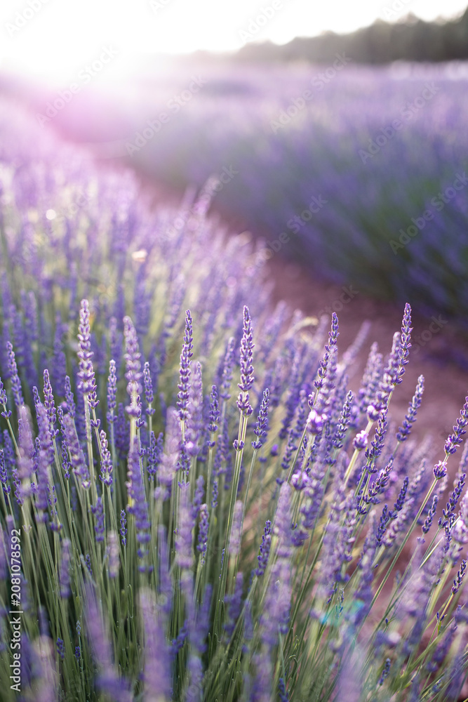 Obraz premium Lavender field. Blossom summer field