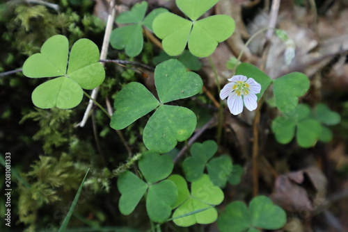 Common Wood Sorrel is a flower with fragile white petals with thin purple veins and a yellow center and green leaves.