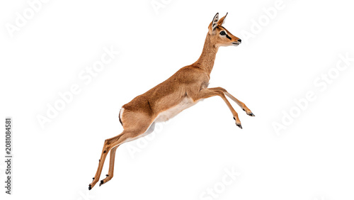 Photos Small wild roe deer fawn leaping gracefully animal mammal isolated on transparen