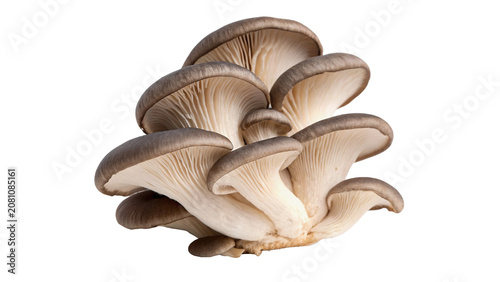 Cluster of fresh raw organic oyster mushrooms isolated on a transparent background