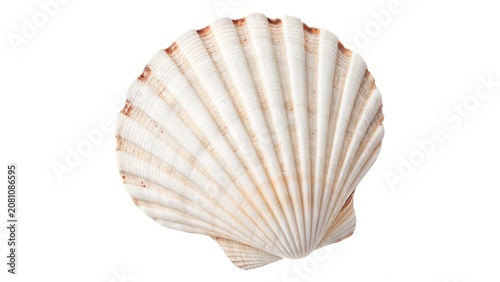 Canvas Print Beautiful natural white spiral sea shell marine bivalve object isolated on trans