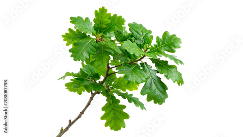 Obraz na plátně Small green oak tree branch with lush green leaves isolated on transparent backg