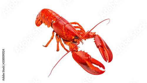 Photos Fresh whole red lobster ocean crustacean seafood ingredient isolated on transpar