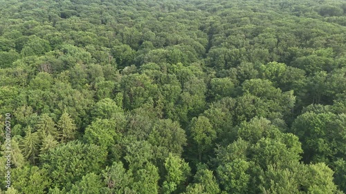 Aerial view of a winding forest path surrounded by lush green trees