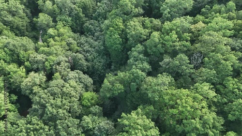 Aerial view of a winding forest path surrounded by lush green trees