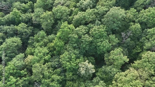 Aerial view of a winding forest path surrounded by lush green trees