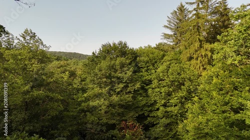 Aerial view of a winding forest path surrounded by lush green trees