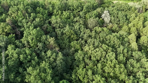 Aerial view of a winding forest path surrounded by lush green trees