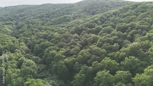 Aerial view of a winding forest path surrounded by lush green trees