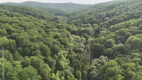 Aerial view of a winding forest path surrounded by lush green trees