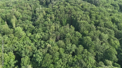 Aerial view of a winding forest path surrounded by lush green trees