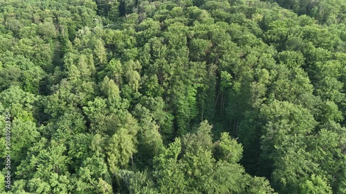 Aerial view of a winding forest path surrounded by lush green trees
