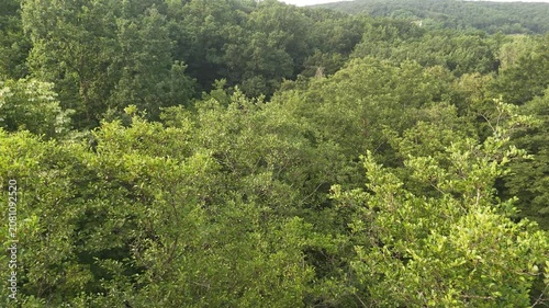 Aerial view of a winding forest path surrounded by lush green trees