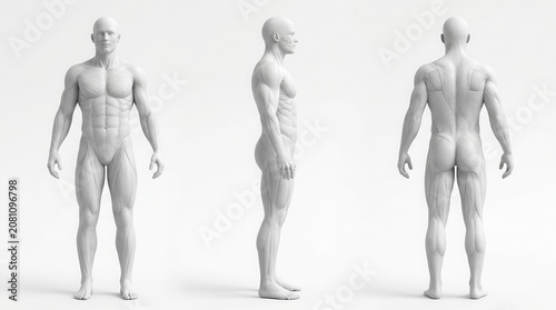 3D rendered medical illustration of a fit male body in three views.