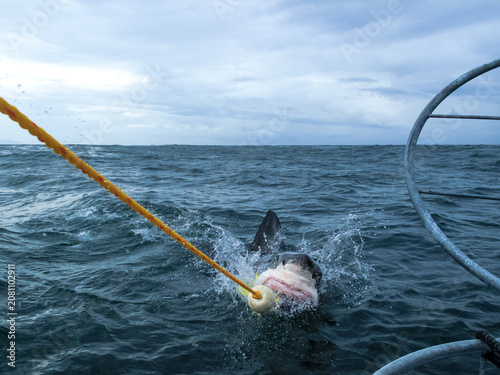 Tableau sur toile Great white shark teeth clamped shut around rope being hauled up onto boat