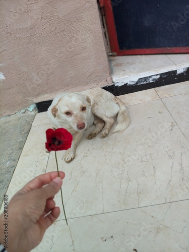 Photography dog in rose