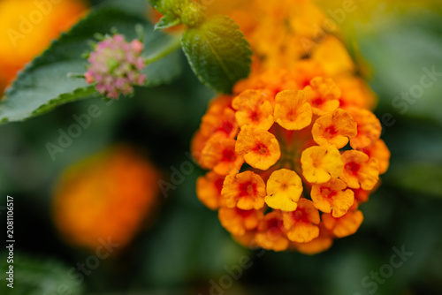 Quadro su tela Yellow lantana camara flowers and buds in a colorful macro garden closeup