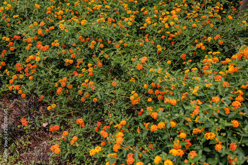 Foto Orange and yellow lantana camara flowers blooming in a dense ornamental garden bed