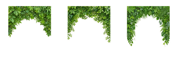 Set of green leaves branch foliage arch border frame isolated on transparent background png for nature spring botanical design