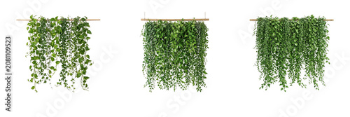 Fotografi Set of lush green hanging wall plant trailing vine on wooden rod isolated on tra