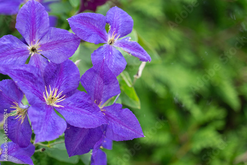  purple clematis flowers in a summer garden. plant for vertical landscaping. lilac flowers and green leaves