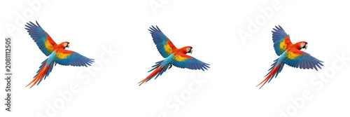 Set of colorful tropical blue and yellow macaw parrot flying isolated on transparent background, png exotic bird.