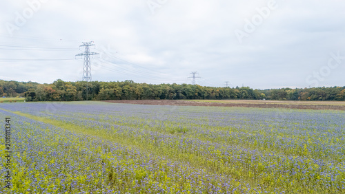 Phacelia field blooming in autumn with power lines