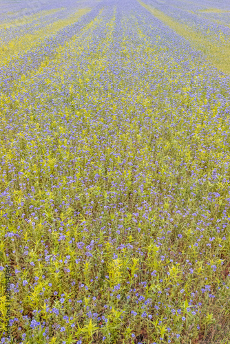 Drone aerial view of purple flower field rows in Switzerland