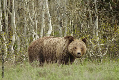 A wild female grizzly bear standing in front of trees