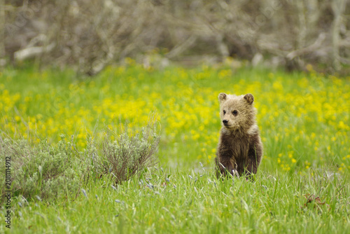 A wild baby grizzly cub in the grass