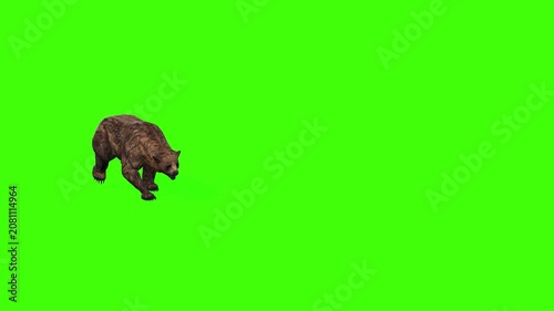 4k grizzly bear running enter on the left side and exiting on the right side isolated on Green Screen, 3D brown bear fast run top view rendering on chroma key, Scientific name, Ursus arctos horribilis