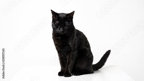 Black cat sitting and looking around on a white background