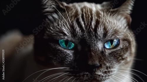 Close up portrait of a cat with striking blue eyes in dramatic lighting