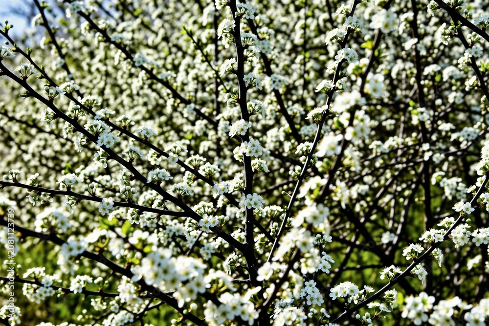 Fototapeta premium Blackthorn branches with many small white flowers. Bush blooms in early spring season. Nature shows new life growth with delicate petals on dark stems. Green grass background.