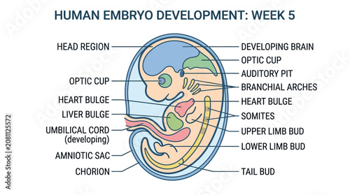 Quadro su tela Detailed illustration of a human embryo at week 5, showcasing developing brain, heart bulge, and limb buds in a medical diagram with labeled parts