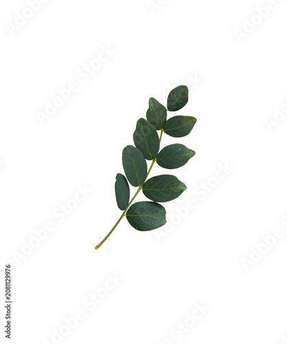 green plant on white background