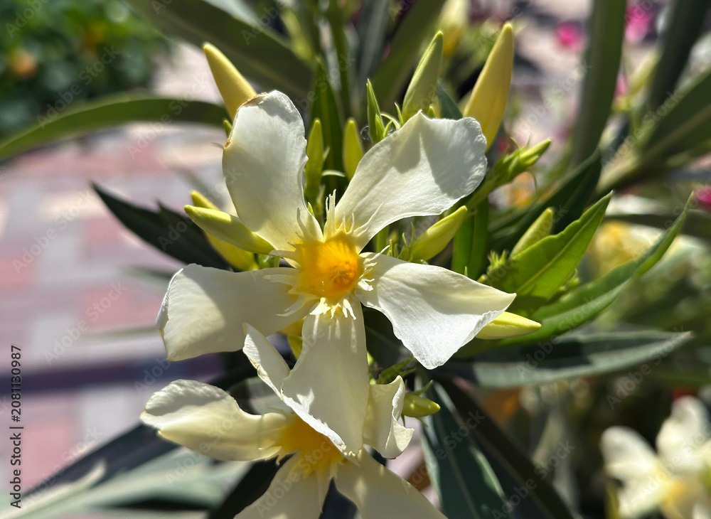 Fototapeta premium Beautiful blossom white Oleander (Nerium oleander)