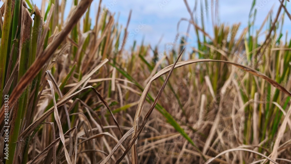 Fototapeta premium View of drying rice plants on farmland against blue sky (2)