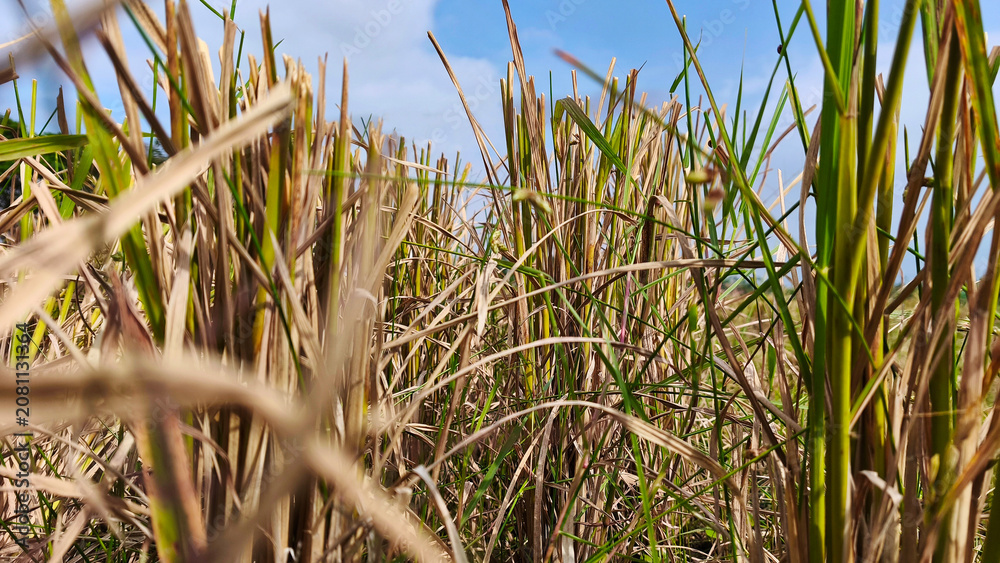 Fototapeta premium View of drying rice plants on farmland against blue sky (2)